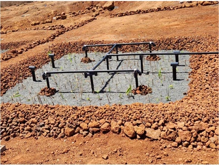 Retention basin and papyrus